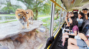 虎林园, 参观通道 虎林园, 参观通道